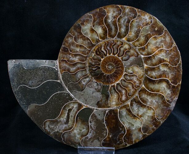 Split Ammonite Half - Agatized Chambers #7806